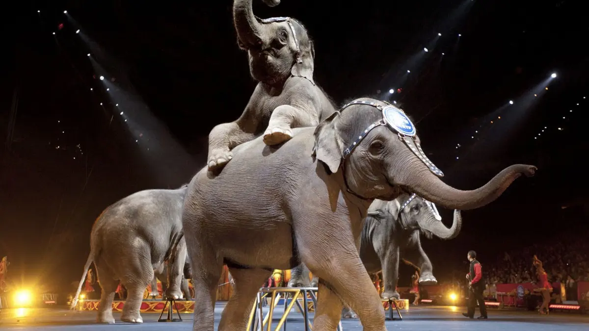 ACROBAZIE DELLA POLITICA: QUANDO LO STATUS MORALE DEL CIRCO CON ANIMALI DIPENDE DAL COLORE DEL SINDACO