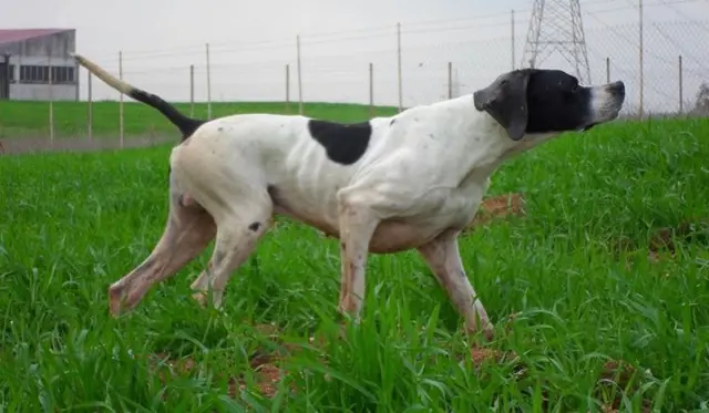 TREMANO I CLIENTI DELL'AGENDA DI SCOSSICCI, VIA ALLE CONVOCAZIONI IN CASERMA: CACCIATORI A RISCHIO LICENZA E PORTO D'ARMI