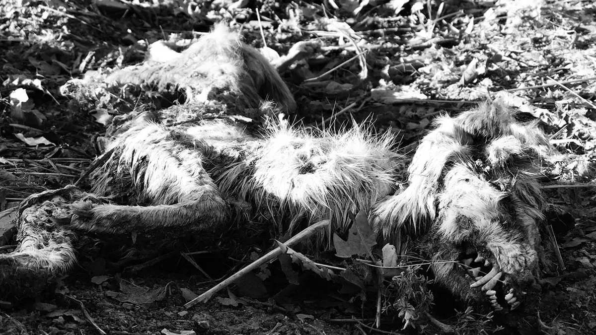 CIMITERO DEGLI ORRORI A SCOSSICCI, FEDERCACCIA SPARA SU OSIMO OGGI PUR DI NON VEDERE IL MOSTRO