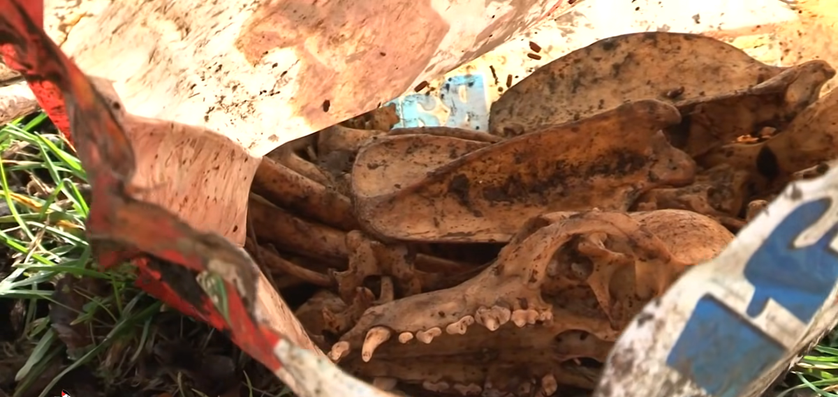 L'ORRORE SUPERA QUOTA 50! MA IL CERCHIO SI STRINGE SULL'AUTORE