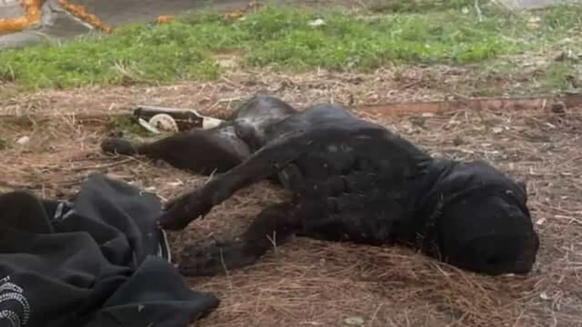 NARCOS UCCISO DAL COMPORTAMENTO DELLA SUA PADRONA: LA PERIZIA SMASCHERA LE BUGIE SUL DOPPIO SPARO