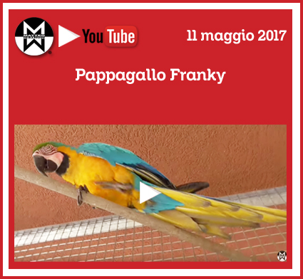11 maggio 2017 – Pappagallo Franky