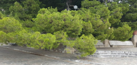 IL VECCHIO PINO TOCCA ORMAI TERRA E SEMBRA ABBANDONATO A RISCHIO LA CARTOLINA DI PIAZZA NOVA, URGE INTERVENTO