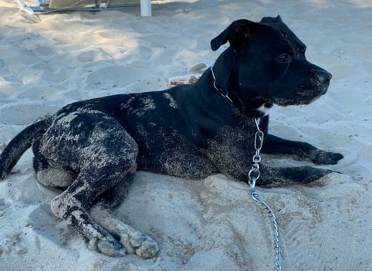 𝗦𝗜 𝗗𝗜𝗦𝗙𝗔 𝗗𝗘𝗟𝗟’𝗛𝗔𝗦𝗛𝗜𝗦𝗛 𝗜𝗡𝗡𝗘𝗦𝗖𝗔𝗡𝗗𝗢 𝗟’𝗜𝗦𝗧𝗜𝗡𝗧𝗢 𝗔 𝗗𝗜𝗙𝗘𝗦𝗔 𝗗𝗘𝗟 𝗣𝗜𝗧𝗕𝗨𝗟𝗟𝗣𝗢𝗟𝗜𝗭𝗜𝗢𝗧𝗧𝗢 𝗖𝗢𝗦𝗧𝗥𝗘𝗧𝗧𝗢 𝗔 𝗙𝗔𝗥 𝗙𝗨𝗢𝗖𝗢 𝗦𝗨𝗟 𝗖𝗔𝗡𝗘 𝗦𝗙𝗨𝗚𝗚𝗜𝗧𝗢 𝗔𝗟 𝗖𝗢𝗡𝗧𝗥𝗢𝗟𝗟𝗢