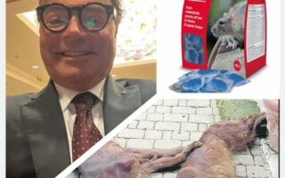 𝗗𝗜𝗩𝗔, 𝗛𝗘𝗥𝗠𝗘𝗦 𝗘 𝗠𝗔𝗫 𝗨𝗖𝗖𝗜𝗦𝗜 𝗣𝗘𝗥 𝗩𝗜𝗢𝗟𝗘𝗡𝗭𝗔 𝗩𝗜𝗖𝗔𝗥𝗜𝗔 𝗦𝗨𝗟𝗟𝗔 𝗘𝗫 𝗖𝗢𝗠𝗣𝗔𝗚𝗡𝗔?𝟴 𝗠𝗘𝗦𝗜 𝗔𝗟𝗟’𝗔𝗩𝗩𝗢𝗖𝗔𝗧𝗢 𝗕𝗔𝗧𝗧𝗘𝗟𝗟𝗜𝗡𝗜, 𝗣𝗔𝗗𝗥𝗢𝗡𝗘 𝗗𝗘𝗜 𝗧𝗥𝗘 𝗦𝗘𝗧𝗧𝗘𝗥 𝗔𝗩𝗩𝗘𝗟𝗘𝗡𝗔𝗧𝗜