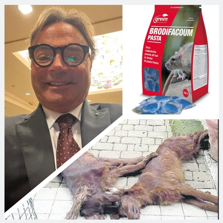 𝗗𝗜𝗩𝗔, 𝗛𝗘𝗥𝗠𝗘𝗦 𝗘 𝗠𝗔𝗫 𝗨𝗖𝗖𝗜𝗦𝗜 𝗣𝗘𝗥 𝗩𝗜𝗢𝗟𝗘𝗡𝗭𝗔 𝗩𝗜𝗖𝗔𝗥𝗜𝗔 𝗦𝗨𝗟𝗟𝗔 𝗘𝗫 𝗖𝗢𝗠𝗣𝗔𝗚𝗡𝗔?𝟴 𝗠𝗘𝗦𝗜 𝗔𝗟𝗟’𝗔𝗩𝗩𝗢𝗖𝗔𝗧𝗢 𝗕𝗔𝗧𝗧𝗘𝗟𝗟𝗜𝗡𝗜, 𝗣𝗔𝗗𝗥𝗢𝗡𝗘 𝗗𝗘𝗜 𝗧𝗥𝗘 𝗦𝗘𝗧𝗧𝗘𝗥 𝗔𝗩𝗩𝗘𝗟𝗘𝗡𝗔𝗧𝗜